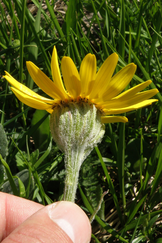 Senecio provincialis / Senecione provenzale